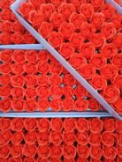 Троянда стандарт помаранчева